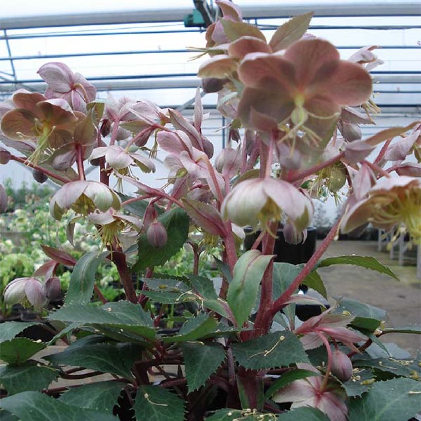 Helleborus sternii Boughton Beauty (Plant habit)