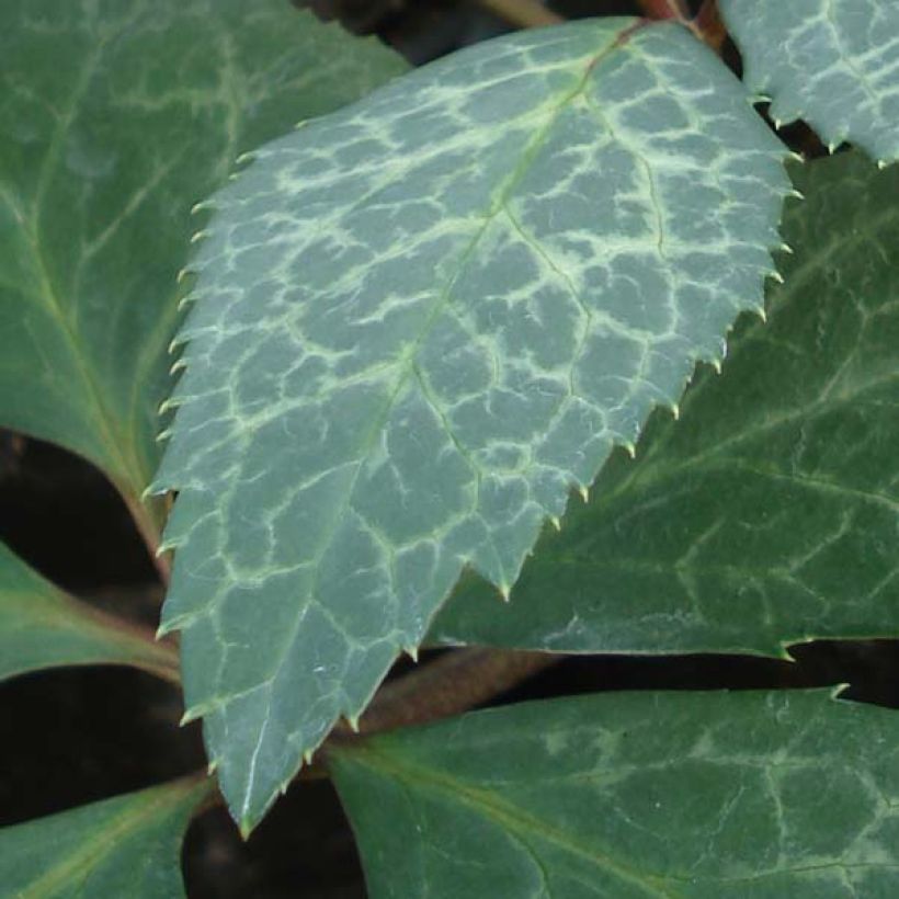 Helleborus ericsmithii Magic Leaves (Foliage)