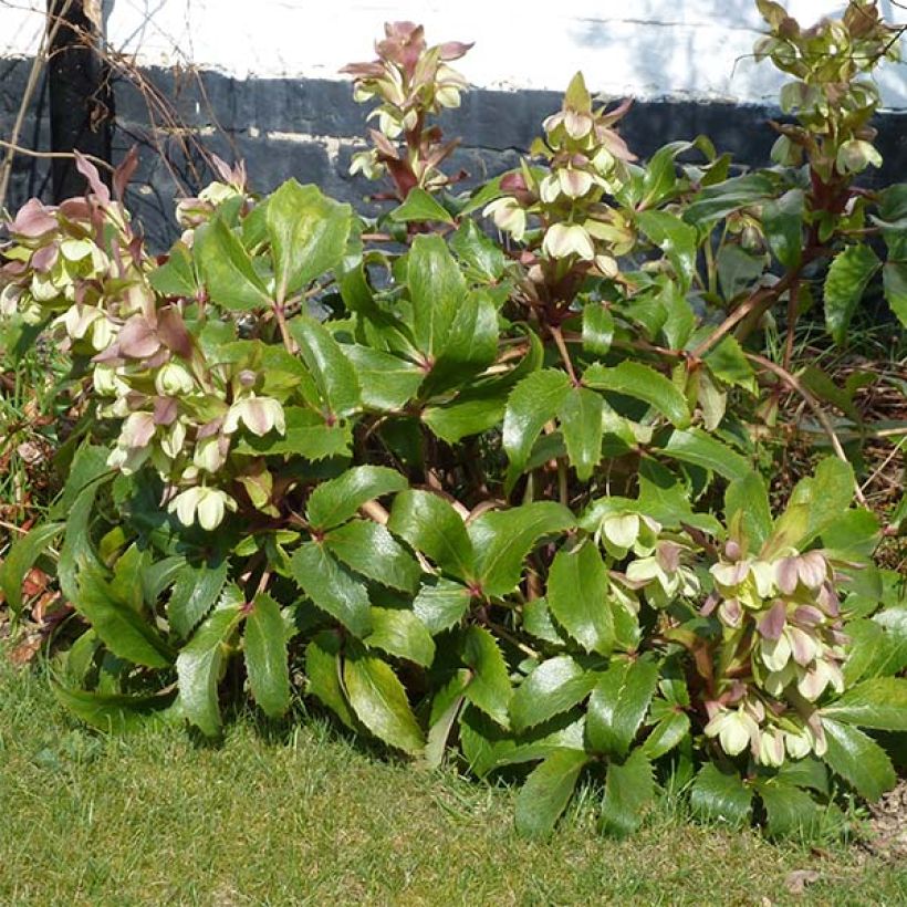 Helleborus argutifolius (Plant habit)