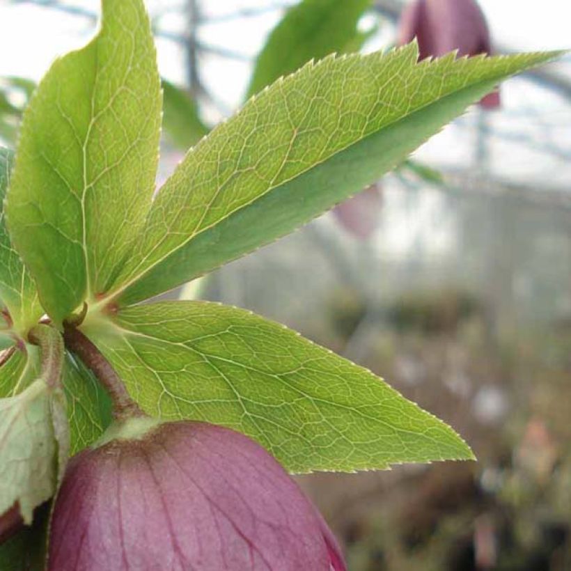 Helleborus hybridus pink green centre (Foliage)