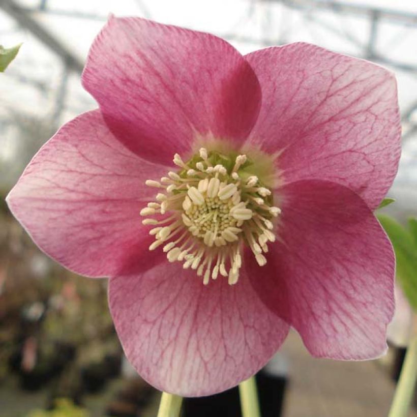 Helleborus hybridus pink green centre (Flowering)