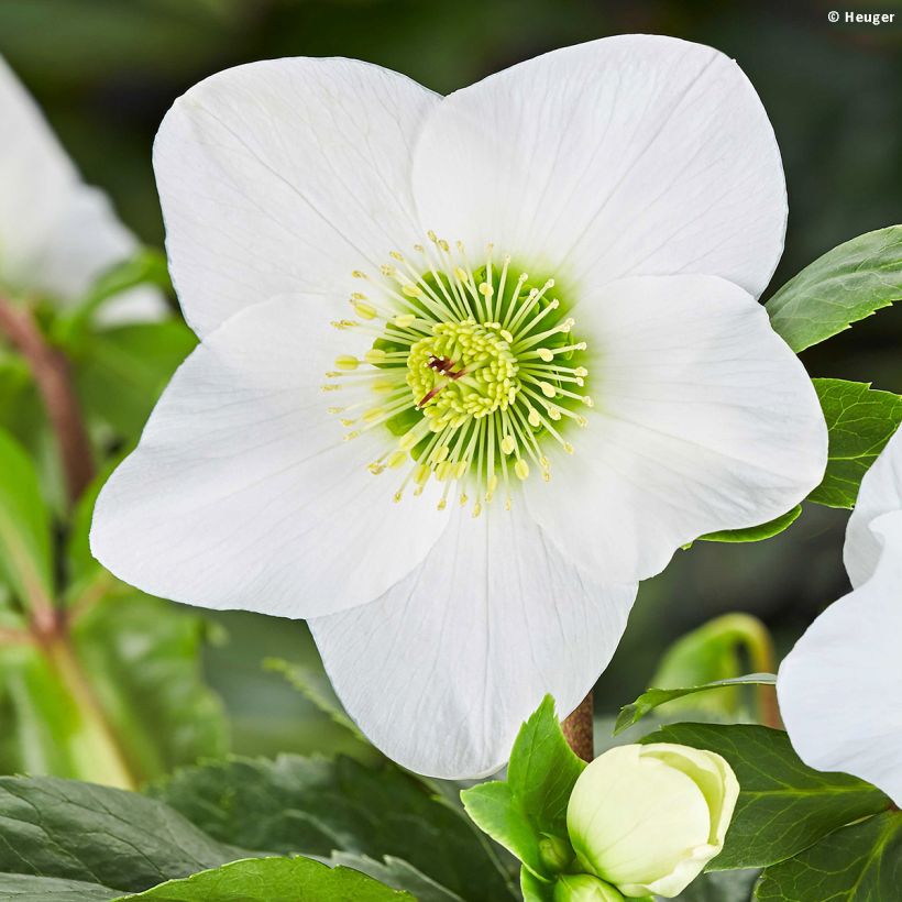 Helleborus HGC Lisann (Flowering)