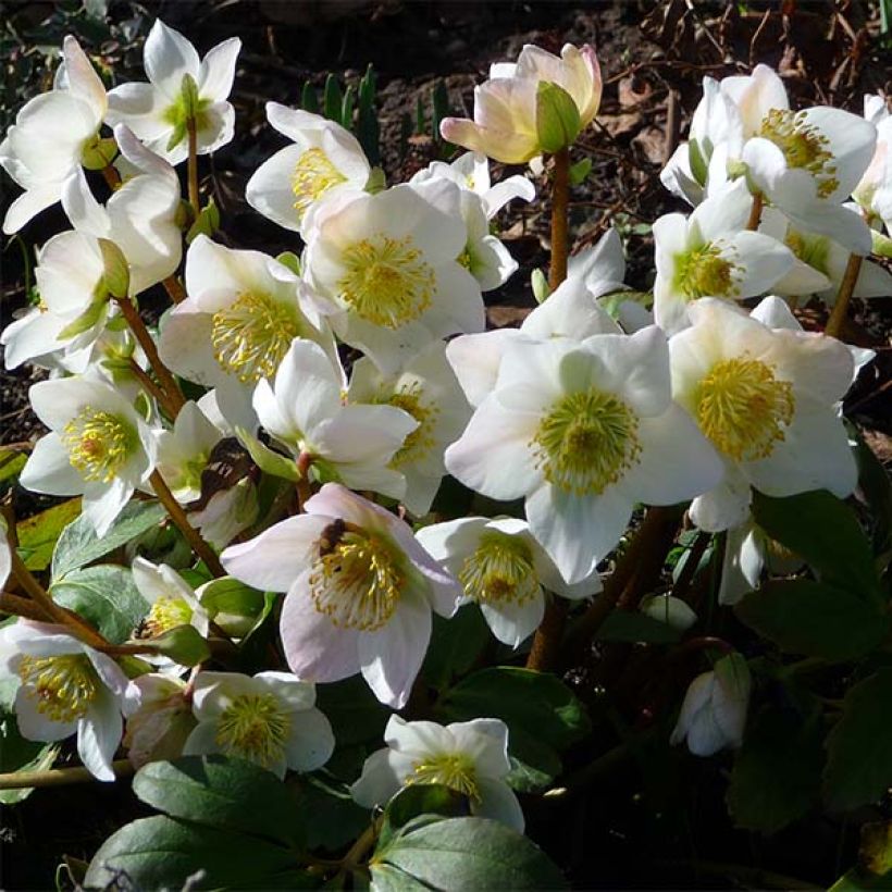 Helleborus niger - Christmas Rose (Flowering)