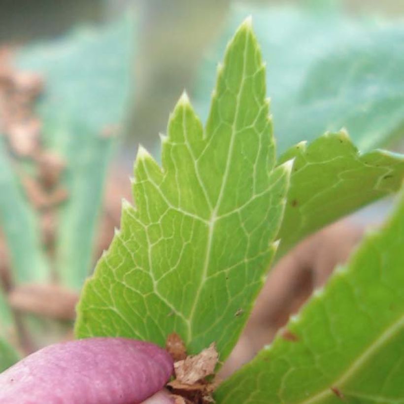 Helleborus hybridus Special Pink (Foliage)