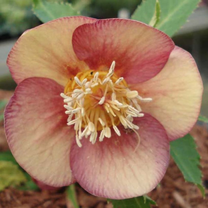 Helleborus hybridus Special Pink (Flowering)