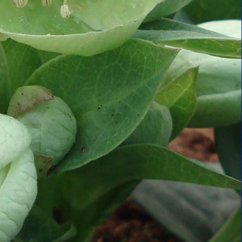 Helleborus sternii Remi (Foliage)