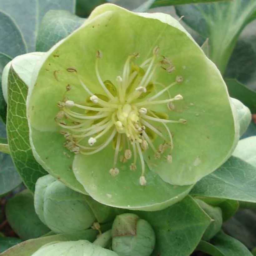 Helleborus sternii Remi (Flowering)