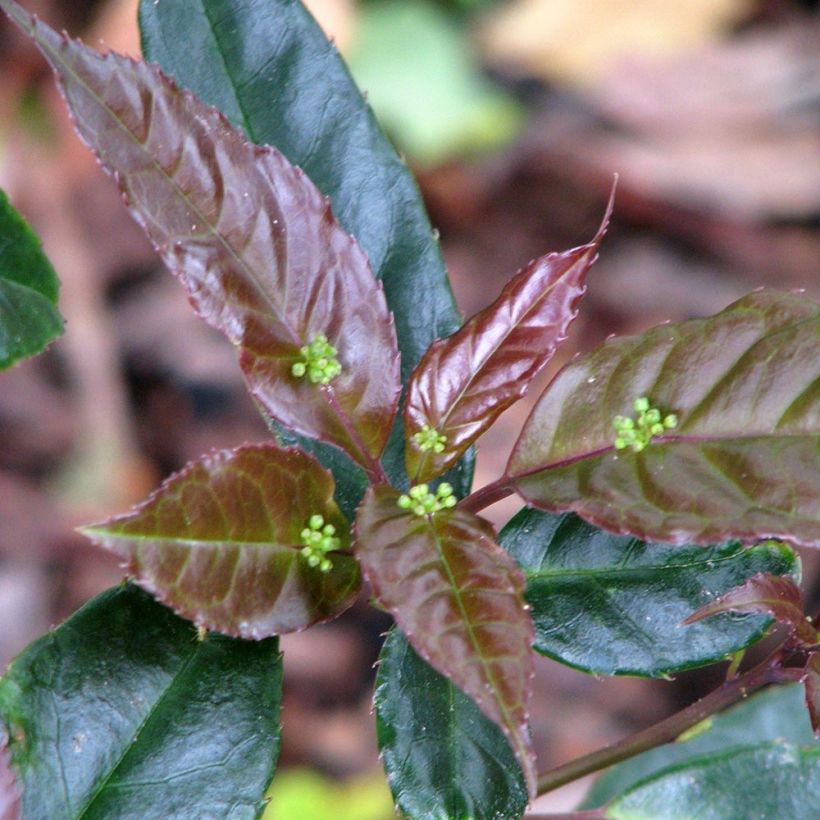 Helwingia chinensis (Flowering)