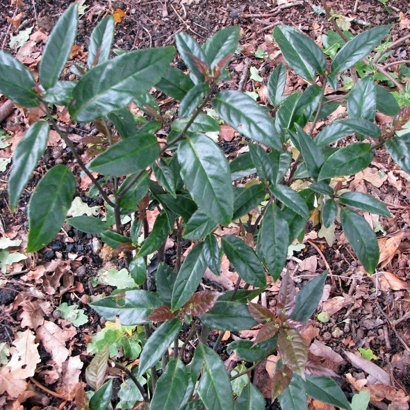 Helwingia chinensis (Plant habit)