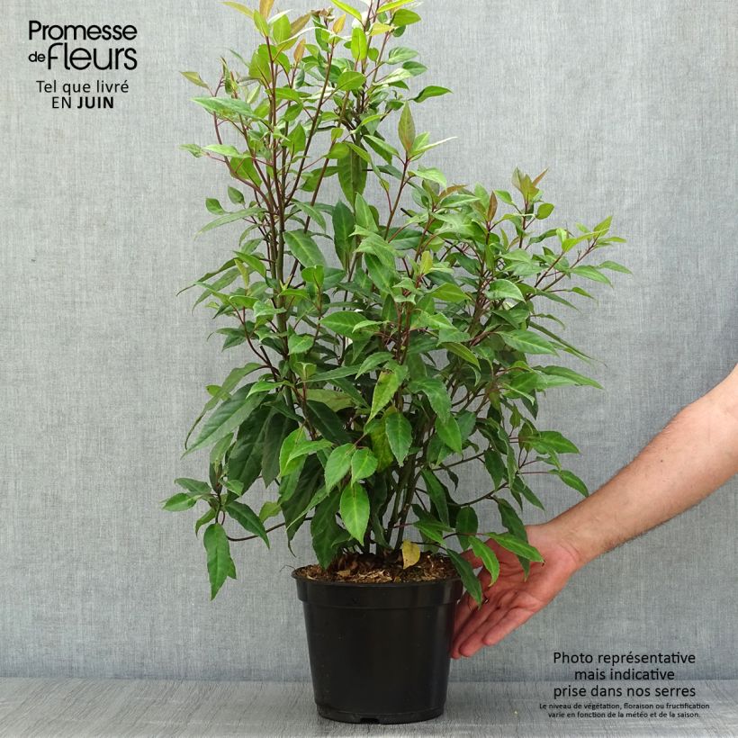 Helwingia chinensis 2L/3L pot sample as delivered in summer