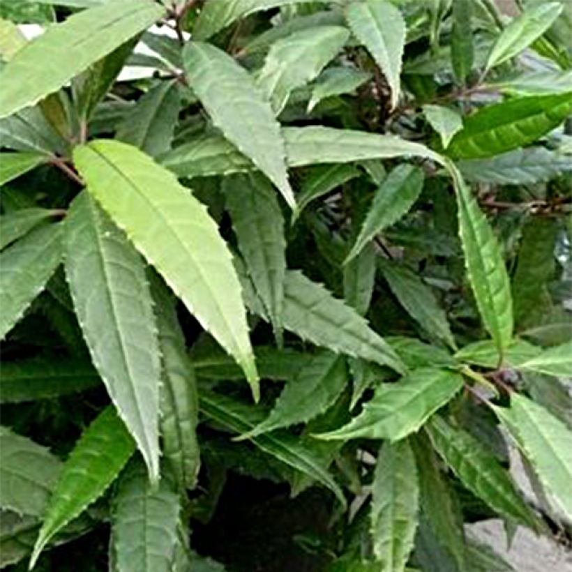 Helwingia chinensis Narrow Leaves (Foliage)