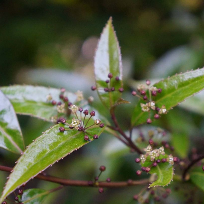 Helwingia himalaica (Flowering)