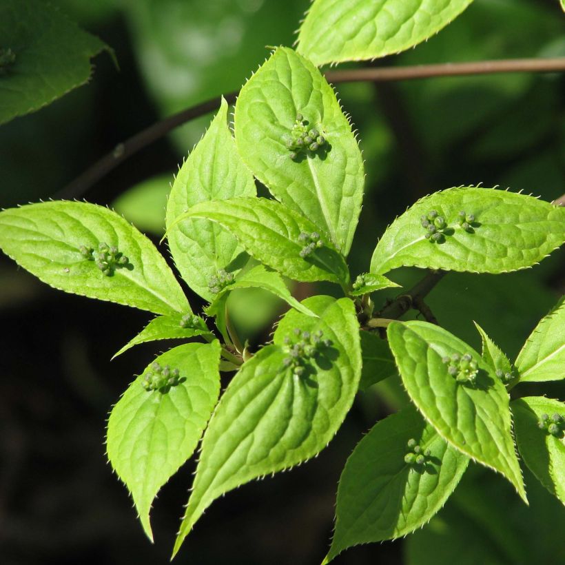 Helwingia japonica (Foliage)