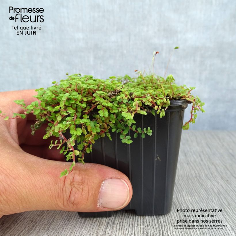 Helxine soleirolii - Corsican Creeper 7/8 cm pot sample as delivered in summer