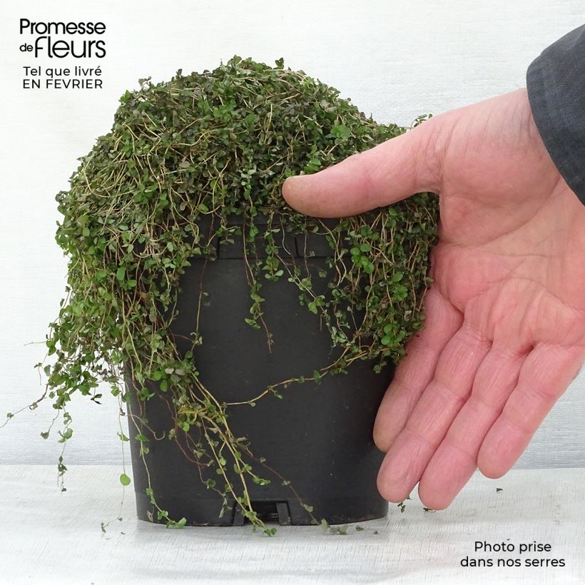 Helxine soleirolii - Corsican Creeper 2L/3L pot sample as delivered in winter