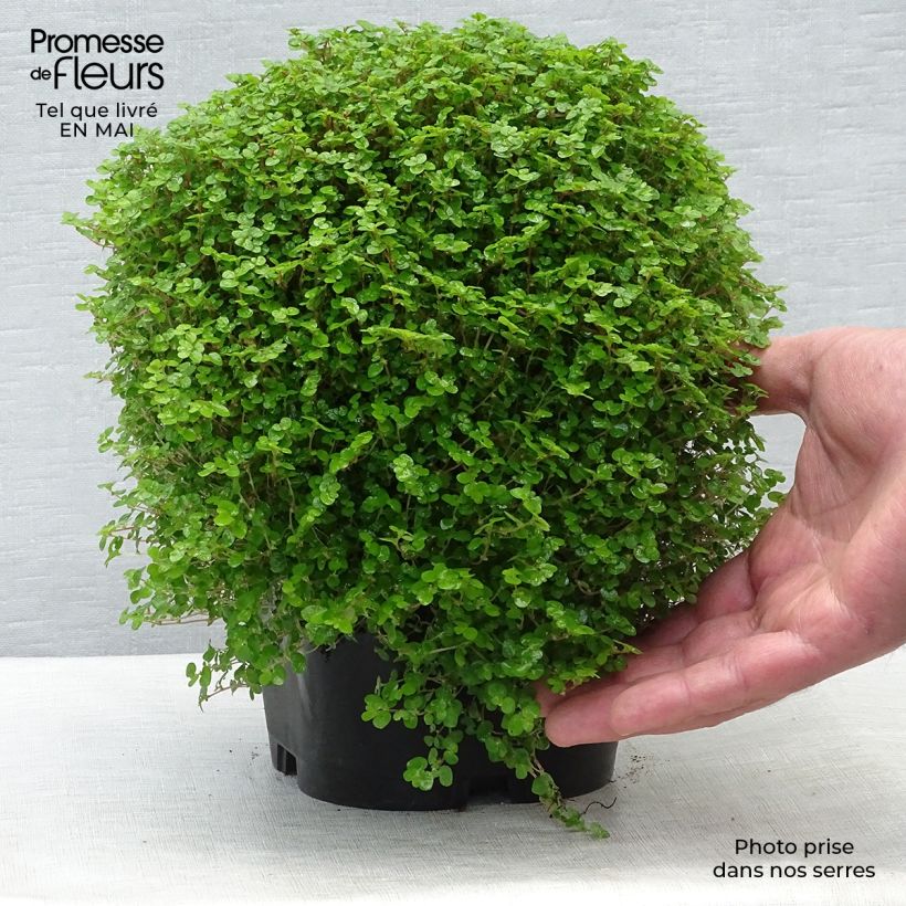 Helxine soleirolii - Corsican Creeper 2L/3L pot sample as delivered in spring