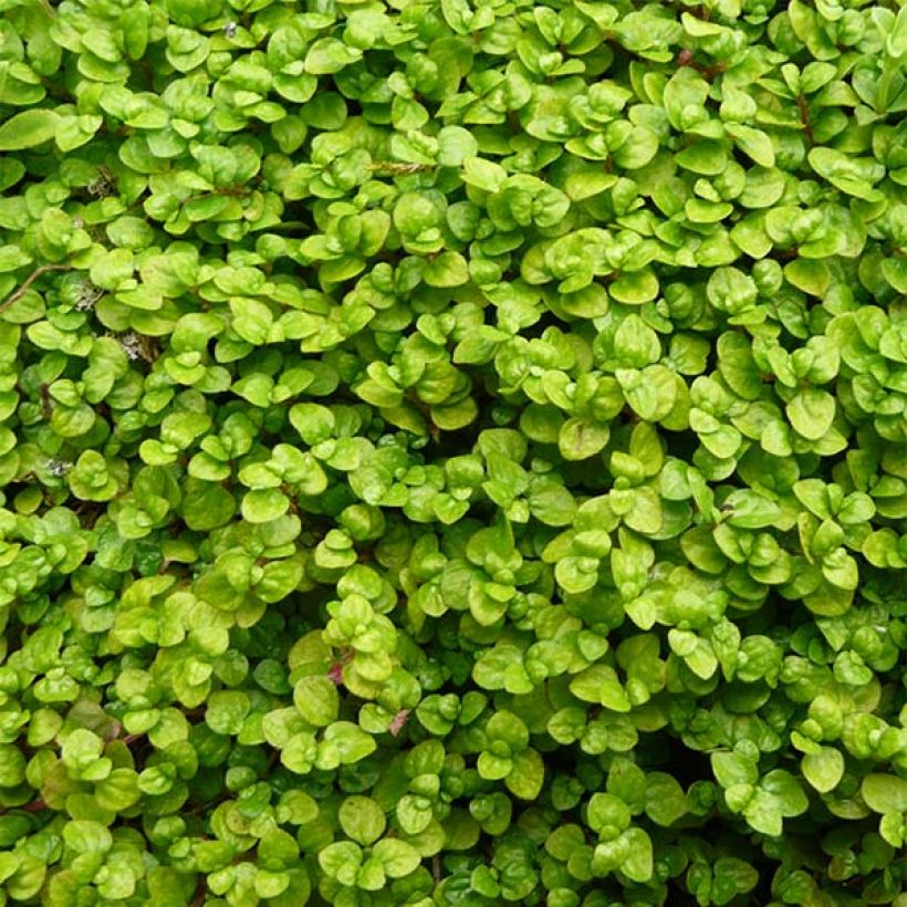 Helxine soleirolii - Corsican Creeper (Foliage)