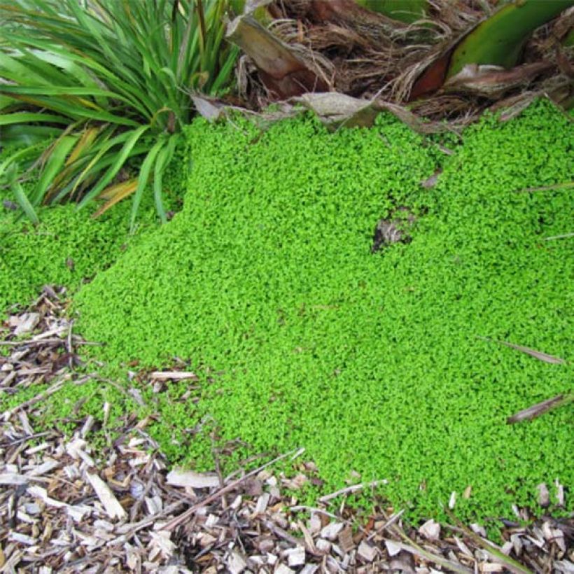 Helxine soleirolii - Corsican Creeper (Plant habit)