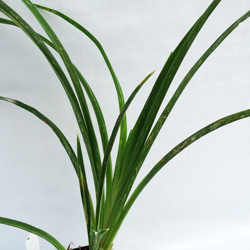 Hemerocallis Alaqua - Daylily (Foliage)