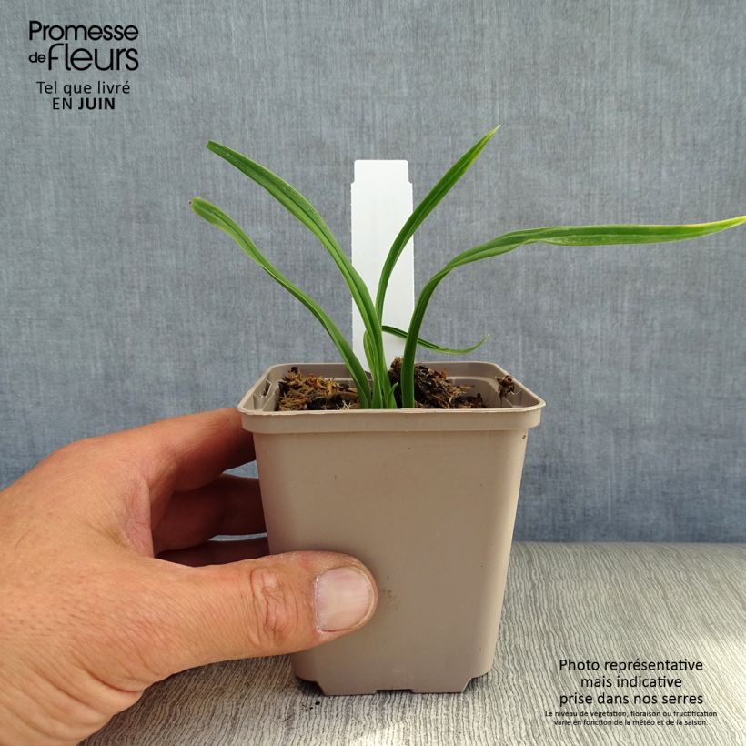Hemerocallis American Revolution - Daylily 8/9 cm pot sample as delivered in summer