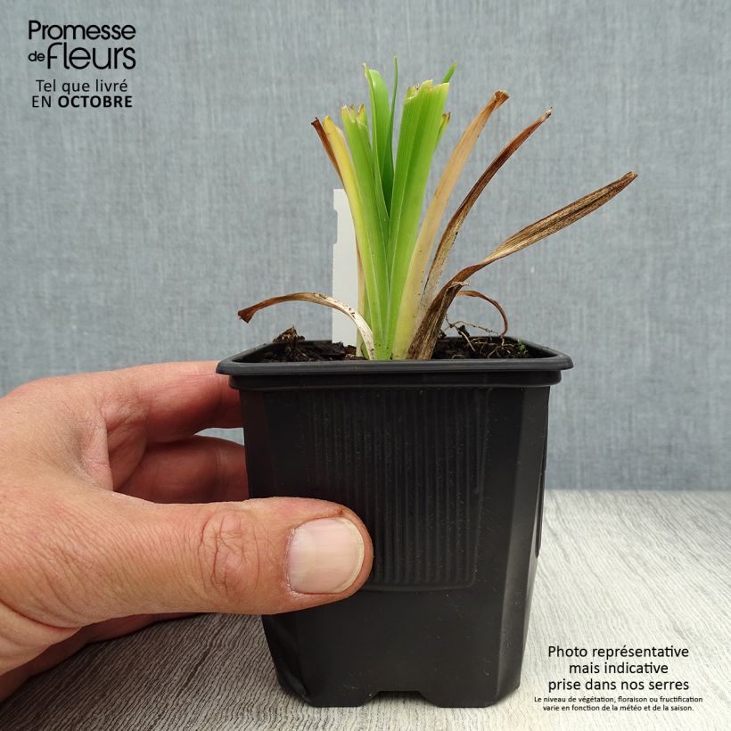 Hemerocallis Apricot Beauty - Daylily 8/9 cm pot sample as delivered in autumn