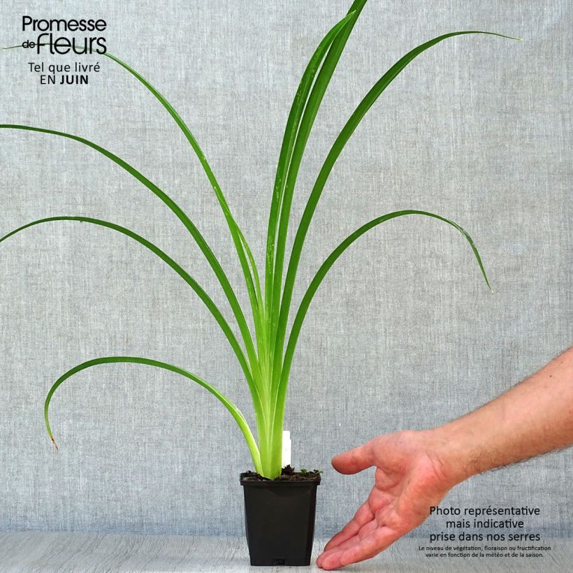 Hemerocallis Arctic Snow - Daylily 8/9 cm pot sample as delivered in summer