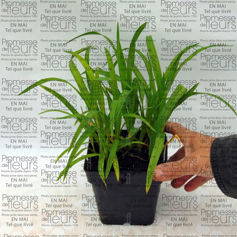 Example of Hemerocallis Baby Betsy - Daylily 8/9 cm pot specimen as delivered