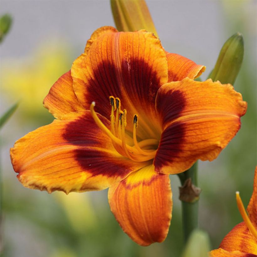 Hemerocallis Bandit Man - Daylily (Flowering)