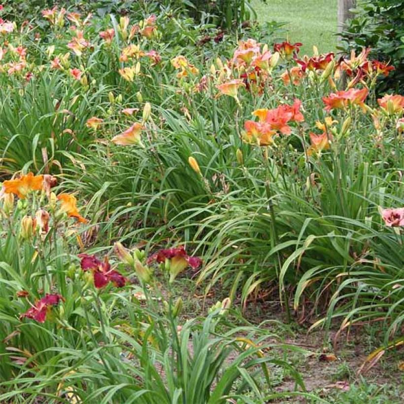 Hemerocallis Bandit Man - Daylily (Plant habit)