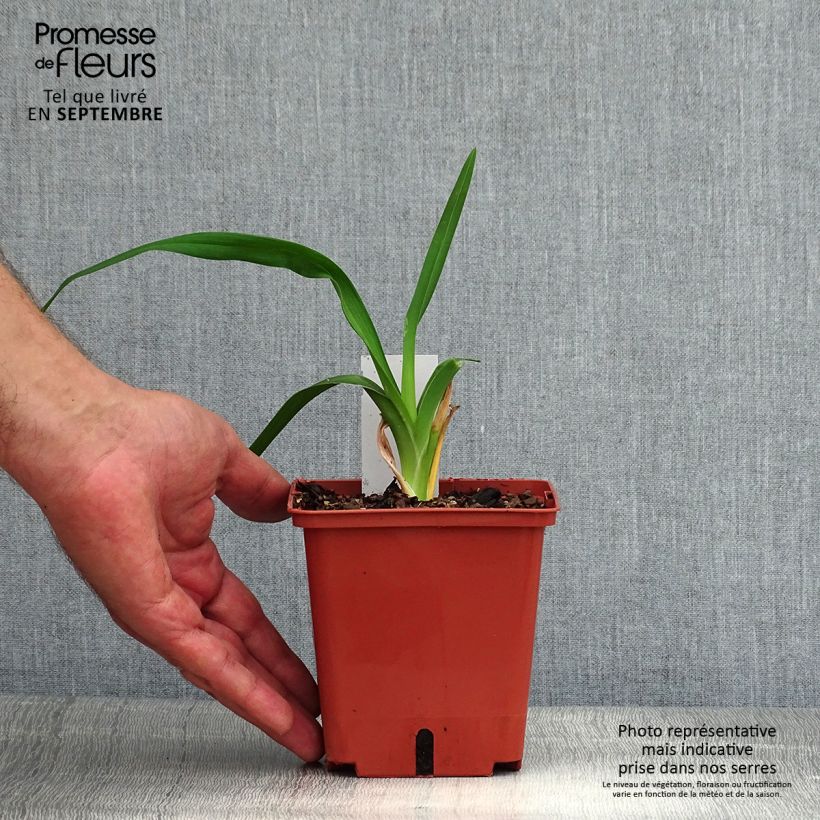 Hemerocallis Barbara Mitchell - Daylily 1L/1.5L pot sample as delivered in summer