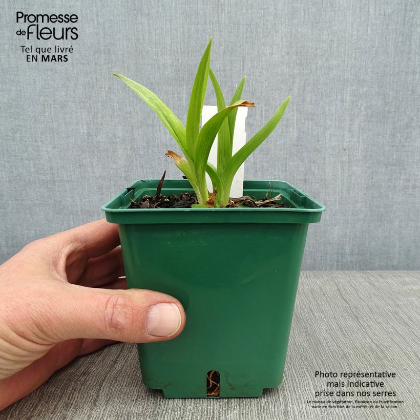 Hemerocallis Black Eyed Susan - Daylily 1L/1.5L pot sample as delivered in winter