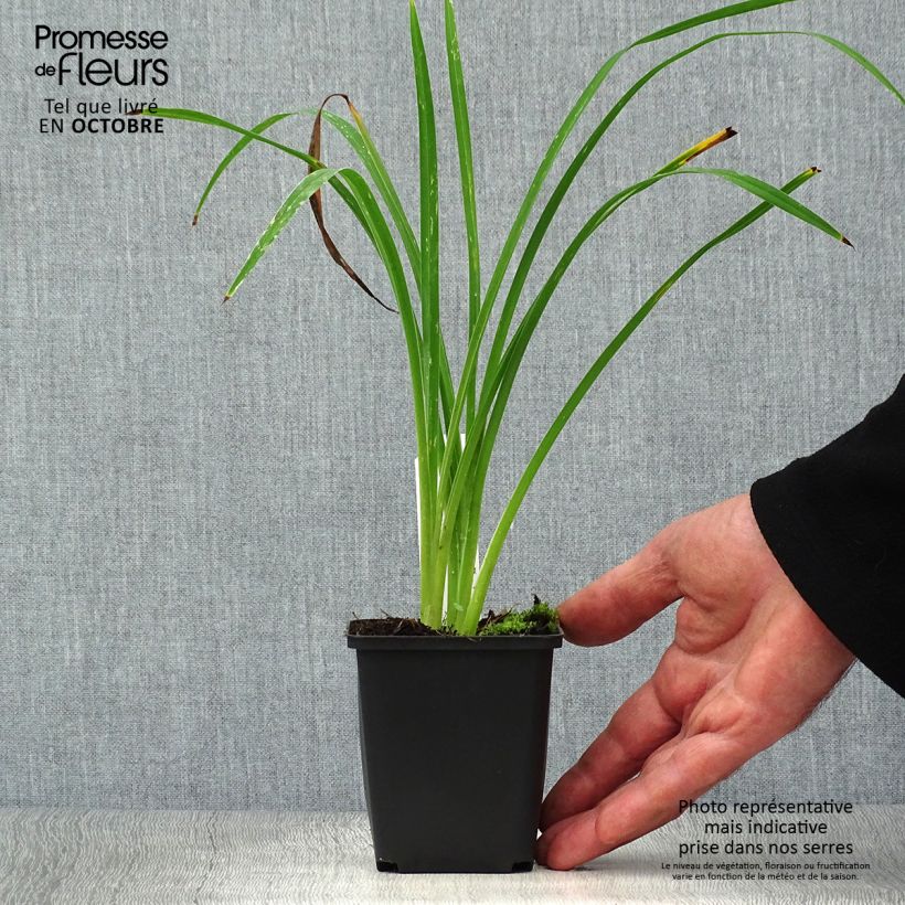 Hemerocallis Black Prince - Daylily 8/9 cm pot sample as delivered in autumn