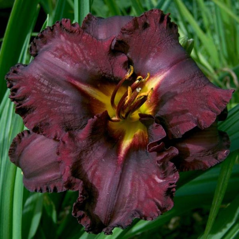 Hemerocallis Black Stockings - Daylily (Flowering)