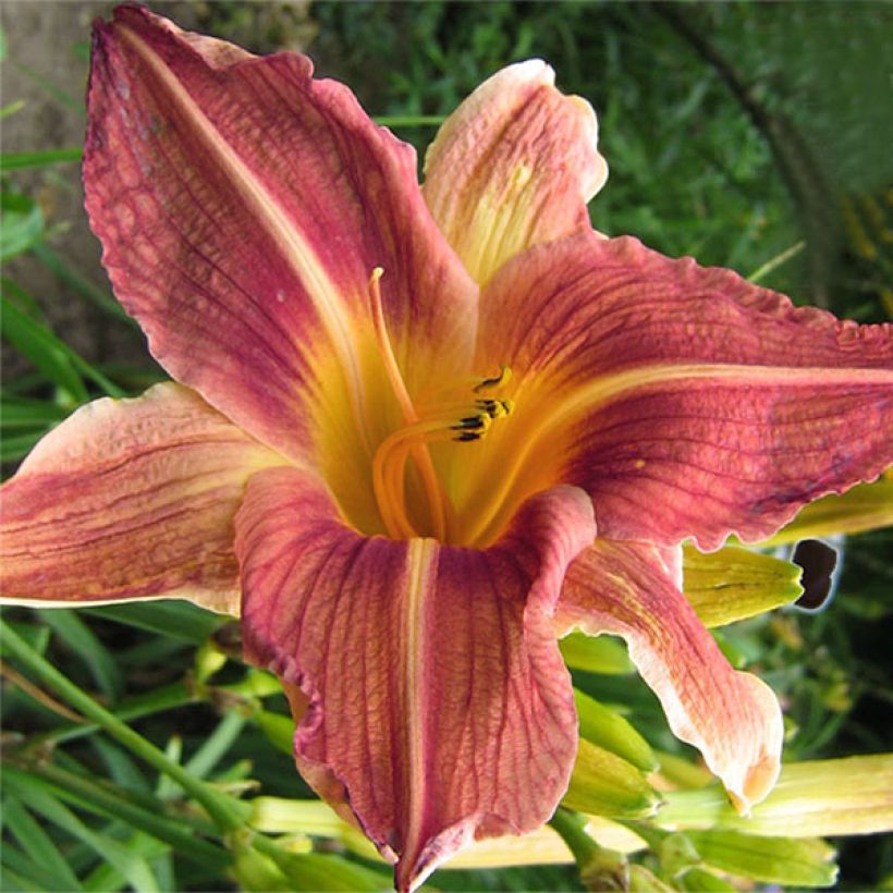 Hemerocallis Bold Ruler - Daylily (Flowering)