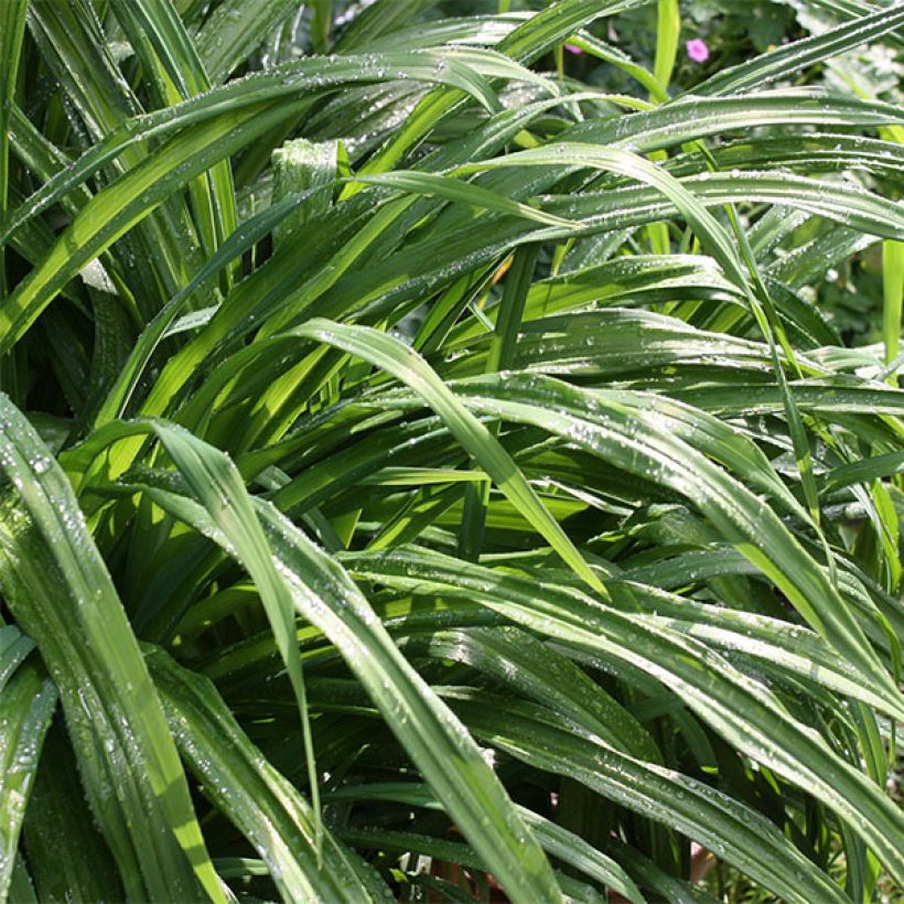 Hemerocallis By Myself - Daylily (Foliage)