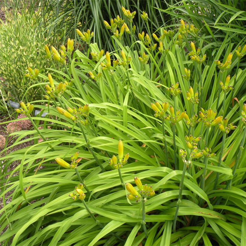 Hemerocallis By Myself - Daylily (Plant habit)