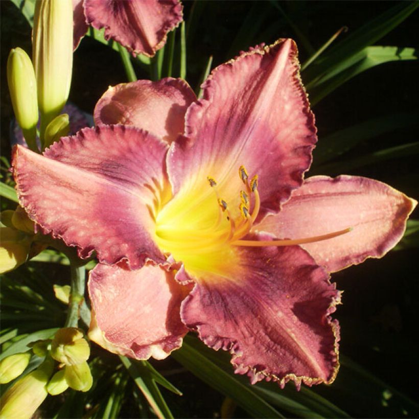 Hemerocallis Chicago Knobby - Daylily (Flowering)