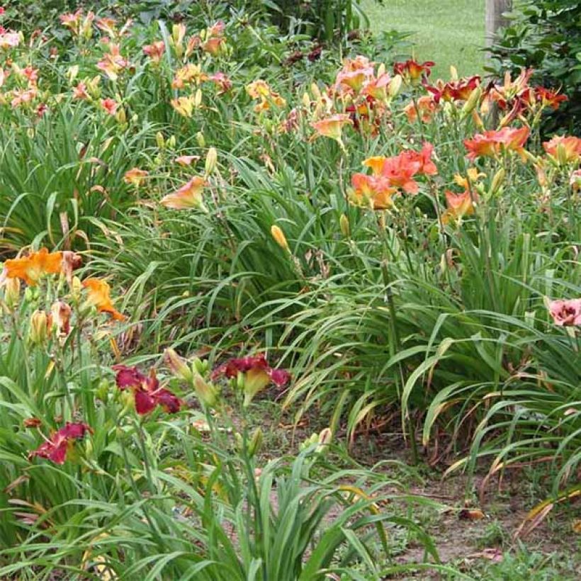 Hemerocallis Chicago Knobby - Daylily (Plant habit)