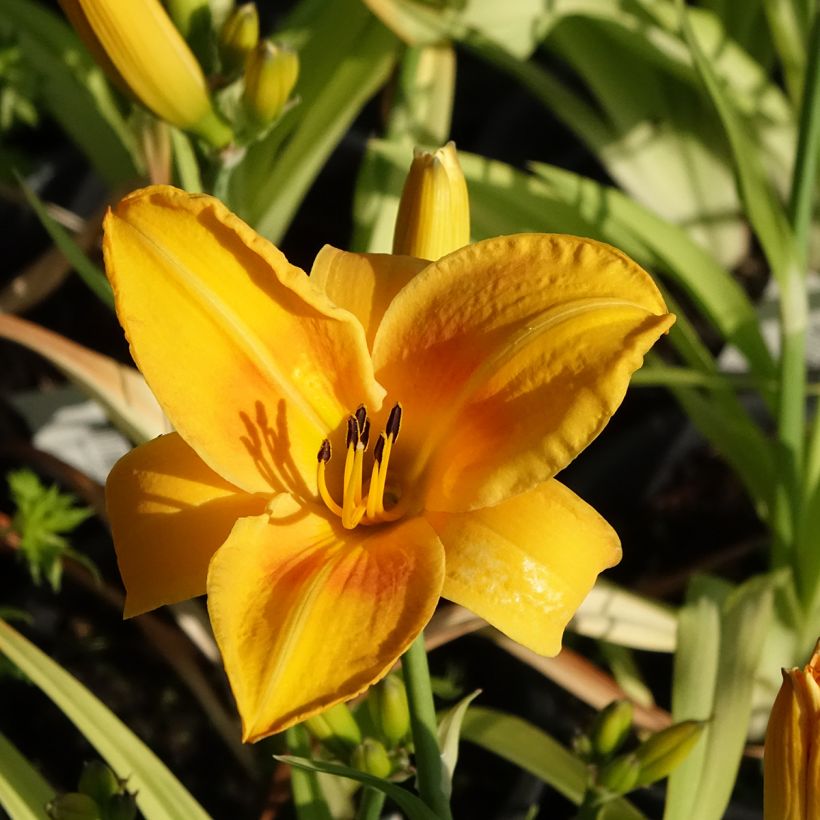 Hemerocallis Chicago Sunrise - Daylily (Flowering)