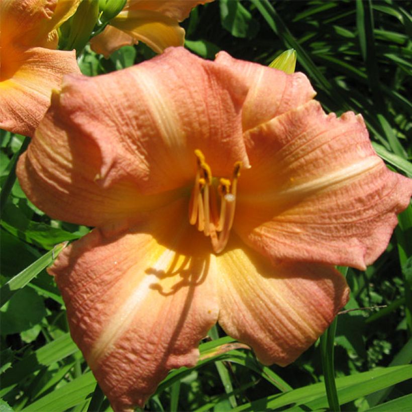 Hemerocallis Childrens Festival - Daylily (Flowering)