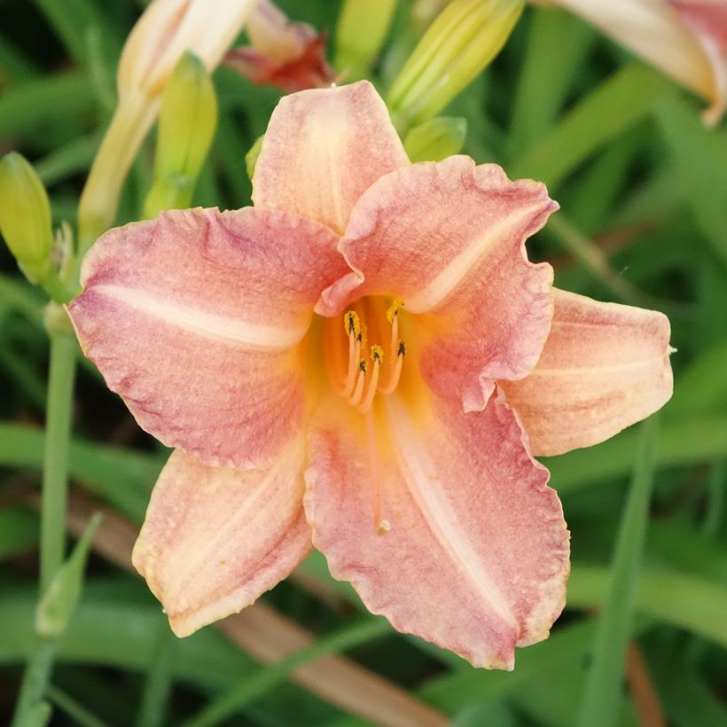 Hemerocallis Childrens Festival - Daylily (Flowering)