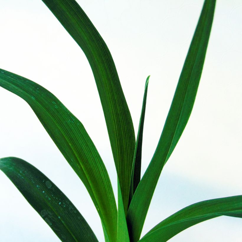 Hemerocallis Chocolate Candy - Daylily (Foliage)