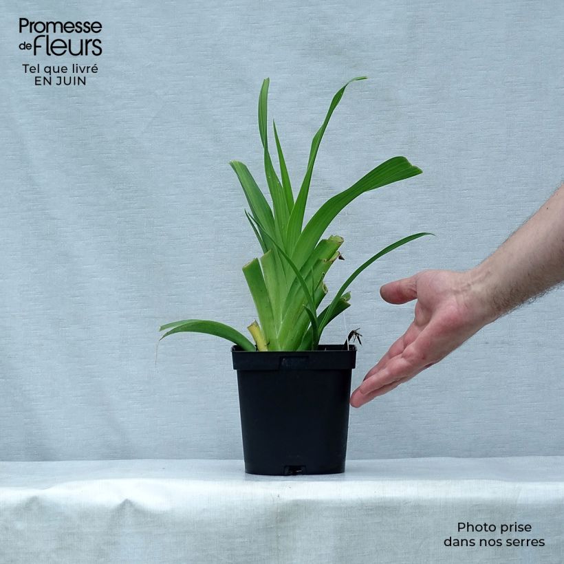 Hemerocallis Chocolate Candy - Daylily 2L/3L pot sample as delivered in summer