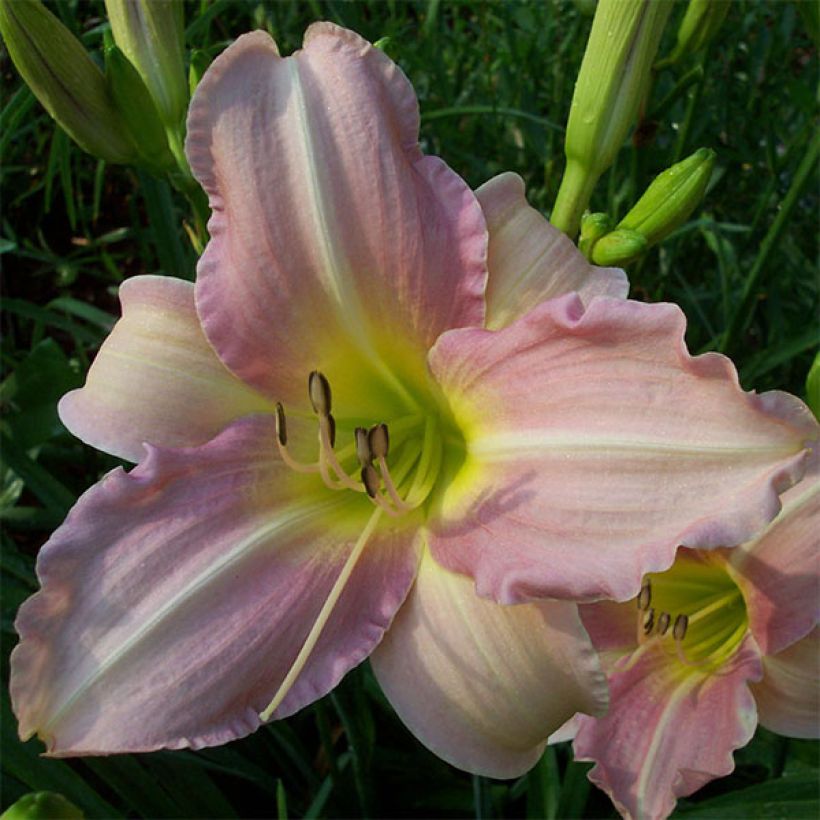 Hemerocallis Chosen Love - Daylily (Flowering)