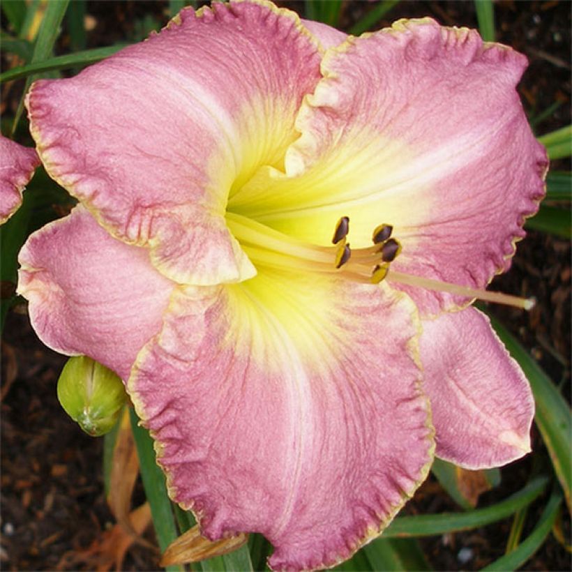 Hemerocallis Clothed in Glory - Daylily (Flowering)