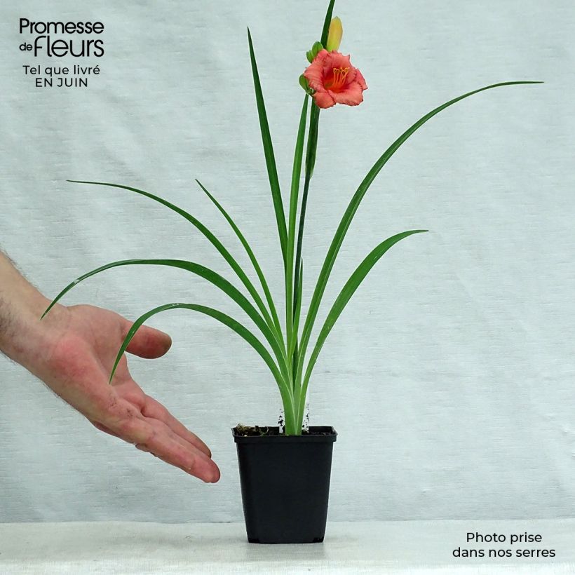 Hemerocallis Cosmopolitan - Daylily 8/9 cm pot sample as delivered in summer