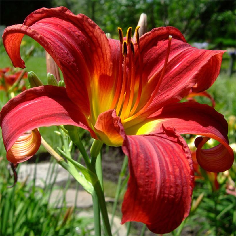 Hemerocallis Crimson Glory - Daylily (Flowering)