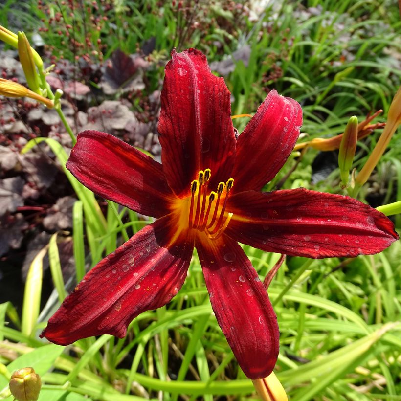 Hemerocallis Crimson Pirate - Daylily (Flowering)