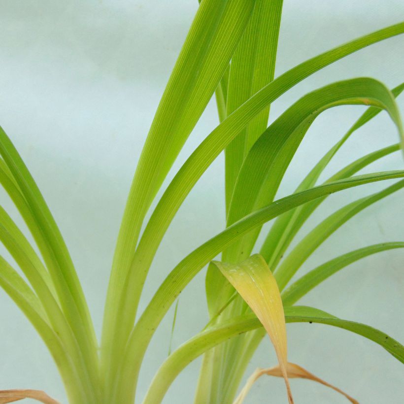 Hemerocallis Custard Candy - Daylily (Foliage)