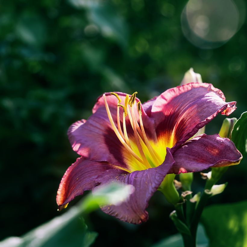 Hemerocallis Daring Deception - Daylily (Flowering)